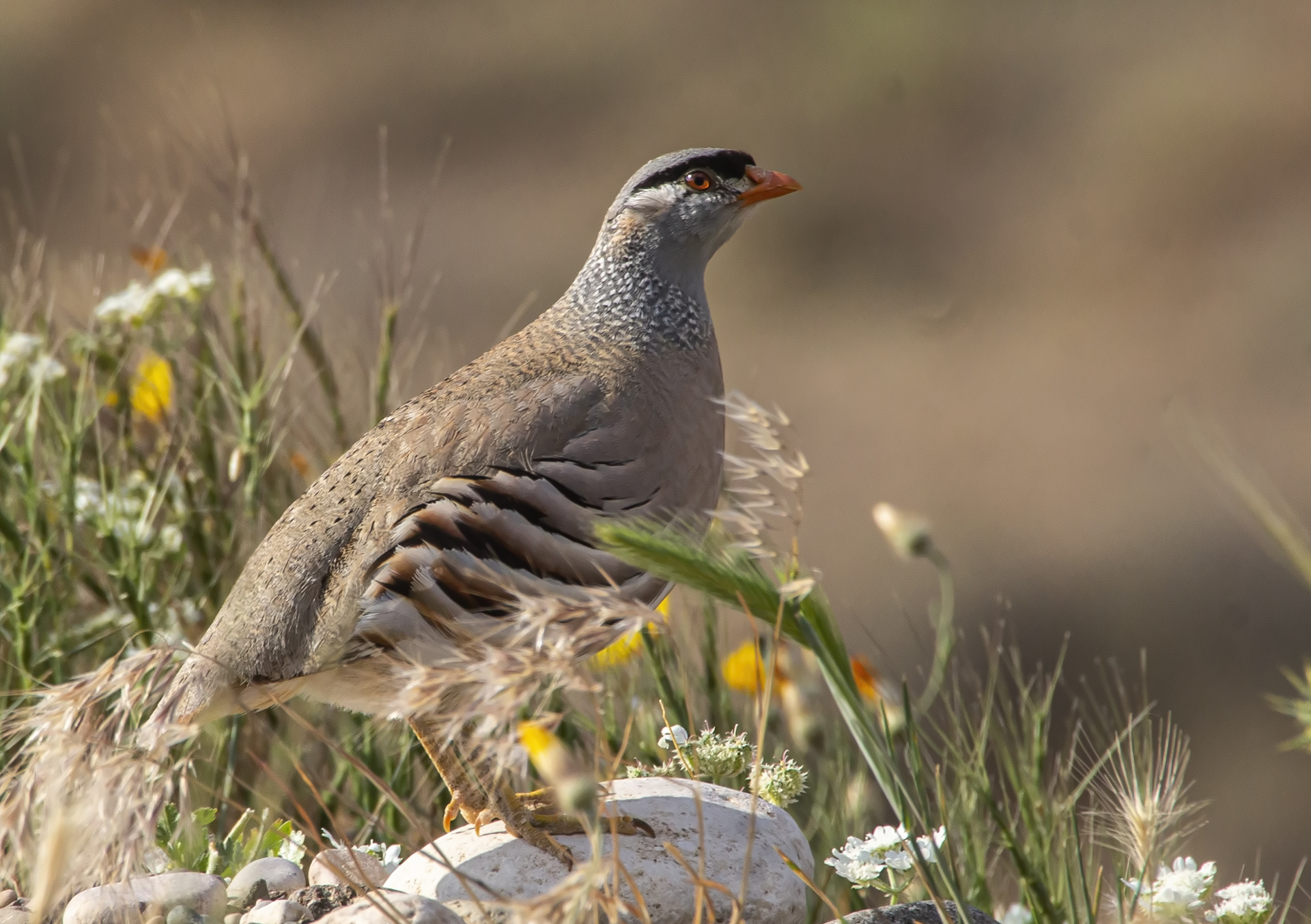 See-see Partridge